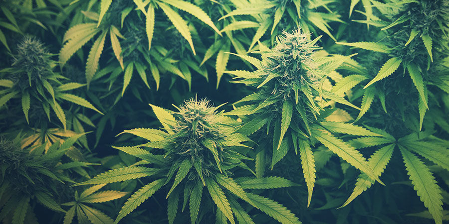 Mistä CBD tulee? Mistä CBD tulee?
