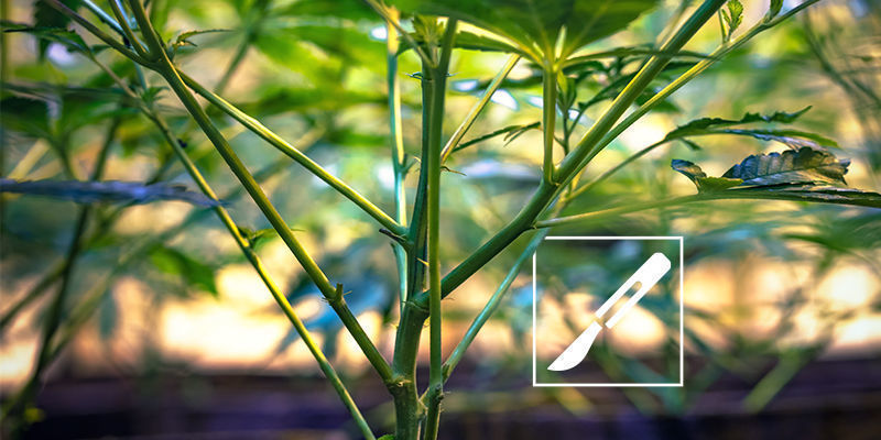7&ndash;10 Days Before Harvest