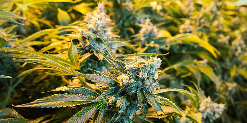 Kannabiskasvien välimatka Kannabiskasvien välimatka