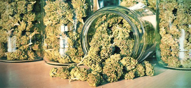 Polttajan virhe: kannabiksen säilytys
