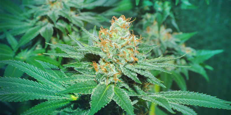 Mistä kaikki alkoi Super Sativa Seed Clubissa? Mistä kaikki alkoi Super Sativa Seed Clubissa?
