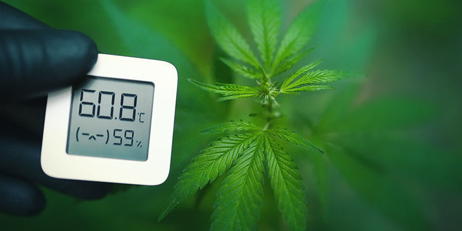 Voiko homeisen kannabiksen pelastaa? Voiko homeisen kannabiksen pelastaa?