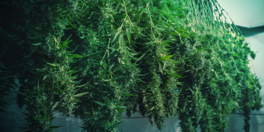 Kuinka välttää homeinen kannabis Kuinka välttää homeinen kannabis
