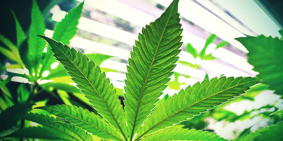 Fotoperiodiset kannabiskasvit