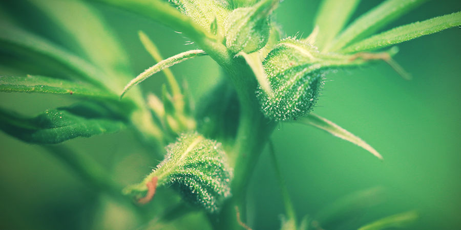 Naaraskannabiskasvit