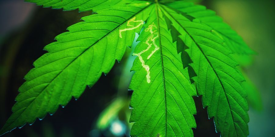 Yleisimmät ongelmat kannabispuutarhassa
