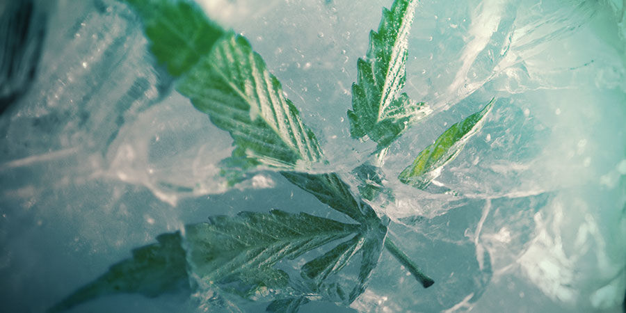 Onko kannabiksen pakastaminen hyvä idea? Onko kannabiksen pakastaminen hyvä idea?