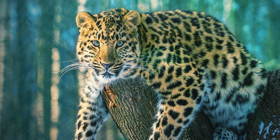 Jaguaari – ayahuasca (Banisteriopsis caapi) Jaguars That Love To Get High - Ayahuasca (Banisteriopsis Caapi)