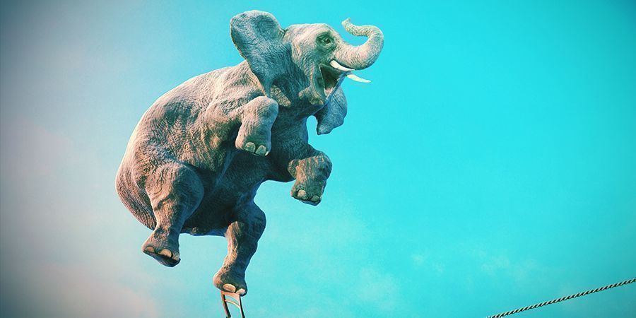 Norsut – alkoholi ja iboga Elephants That Love To Get High - Alcohol and Iboga