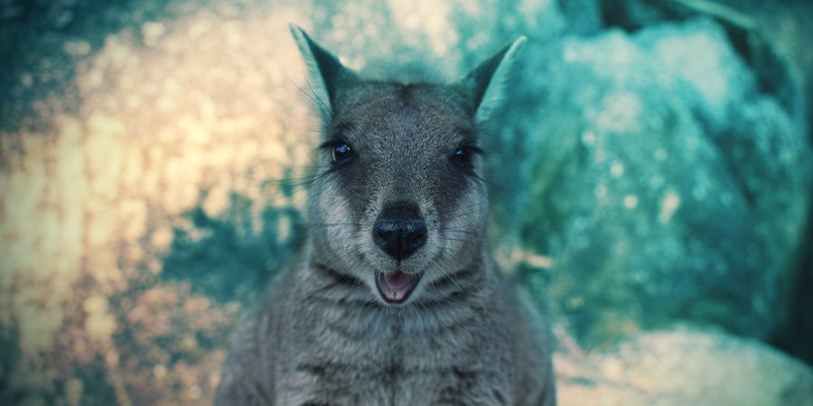 Wallabit – oopiumi Wallabies That Love To Get High - Opium