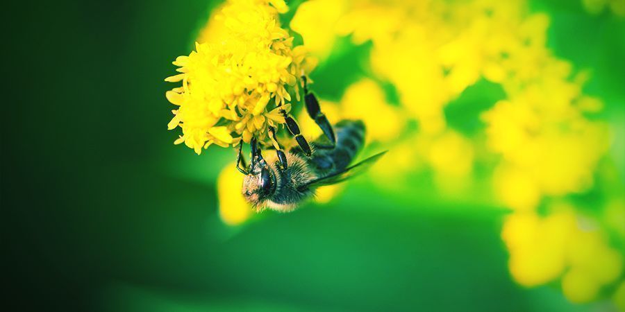 Mehiläiset – alkoholi Bees That Love To Get High - Alcohol