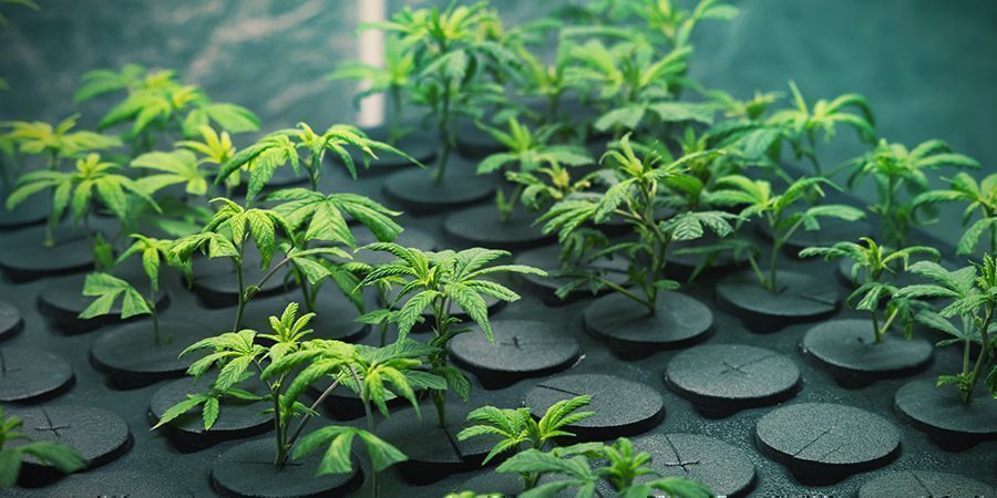 Kannabiksen kasvatus klooneilla: edut KANNABIKSEN KASVATUS KLOONEILLA: EDUT