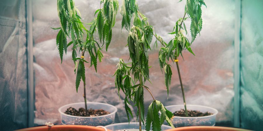 Kannabiksen kasvatus pistokkaista: haitat KANNABIKSEN KASVATUS PISTOKKAISTA: HAITAT