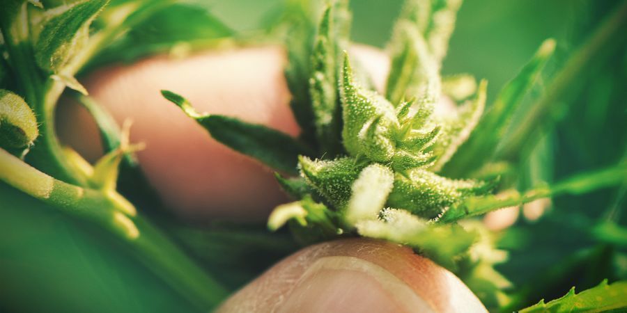 Kannabiksen kasvattaminen siemenistä: haitat GROWING CANNABIS WITH SEEDS: DISADVANTAGES