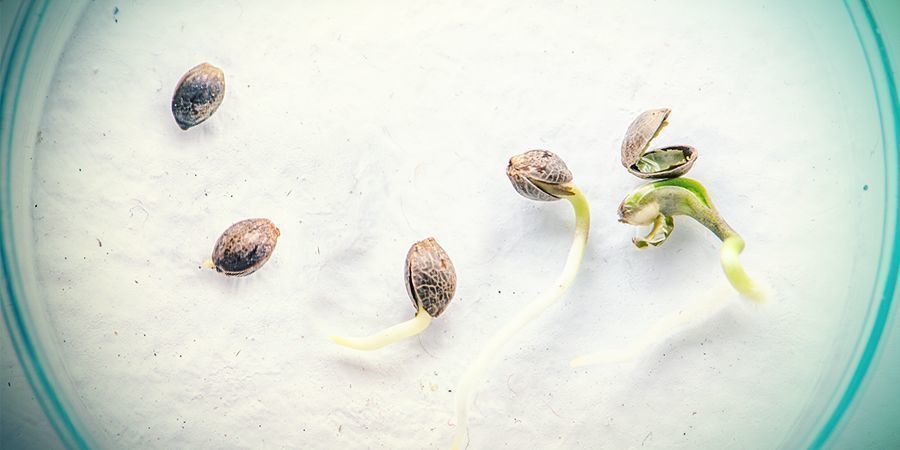Mitä eroa on siemenillä ja klooneilla? WHAT'S THE DIFFERENCE BETWEEN CANNABIS SEEDS AND CLONES?