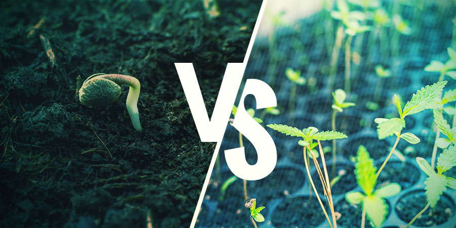 Kumman valitset? Cannabis Seeds Vs. Clones: WHICH ONE SHOULD YOU CHOOSE?