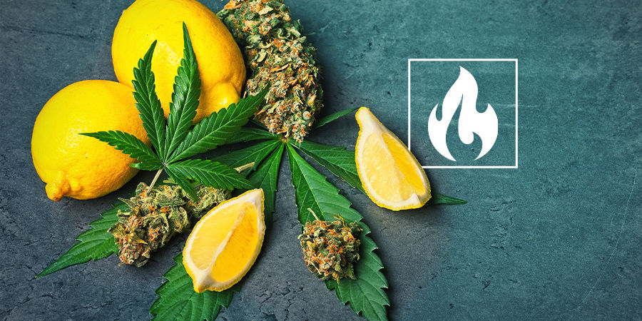 Kannabinoidit, terpeenit, lämpötilat ja sinä