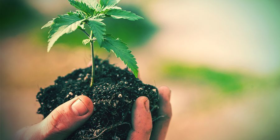 Miten kannabis kasvit uudelleenistutetaan? MITEN KANNABIS KASVIT UUDelleenISTUTETAAN?