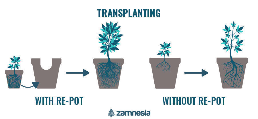 Kannabiskasvien uudelleenruukutus