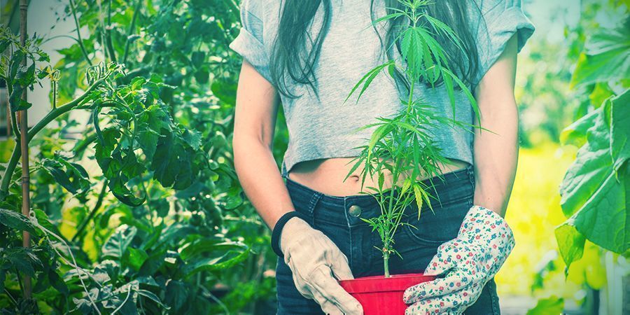 Kannabiskasvien uudelleenistutus Kannabiskasvien uudelleenistutus