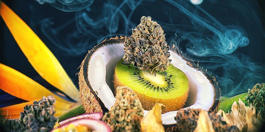 Aromaattiset kannabislajikkeet Aromaattiset kannabislajikkeet
