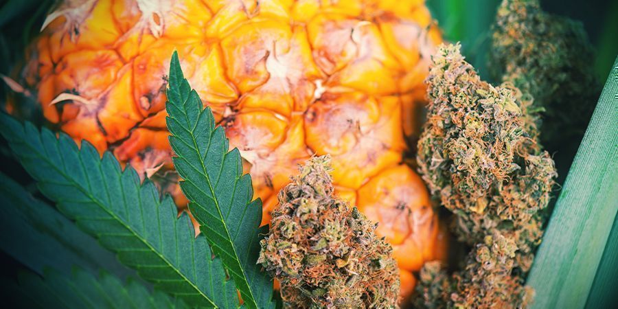 Miten lisätä makua kannabikseen sadonkorjuun jälkeen Miten lisätä makua kannabikseen sadonkorjuun jälkeen