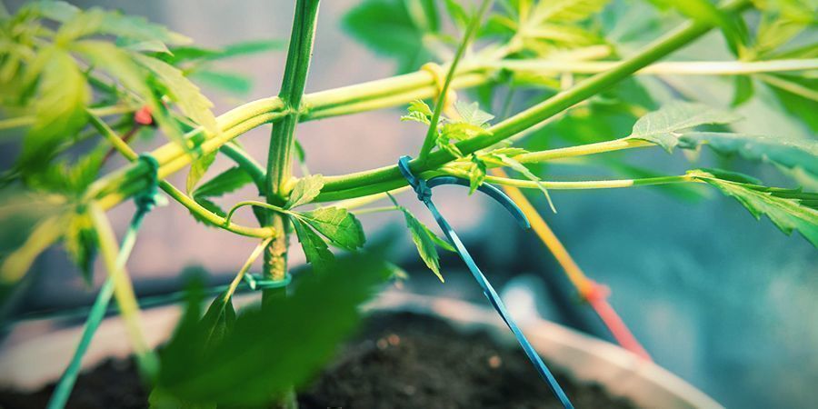 Kuinka kasvattaa erityisen maukasta kannabista Kuinka kasvattaa erityisen maukasta kannabista