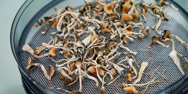 Kuivaaminen Magic Mushrooms: Drying