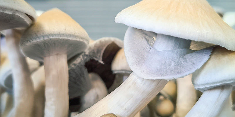 Taikasienet: milloin on oikea aika korjata sato?