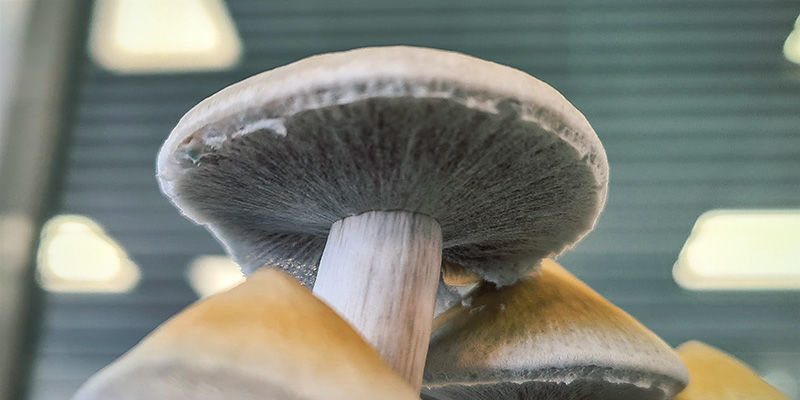 Taikasienet: milloin on oikea aika korjata sato?