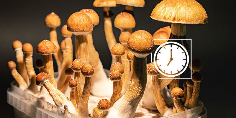 Sadonkorjuun oikea ajoitus Magic Mushrooms: The importance of harvesting in time