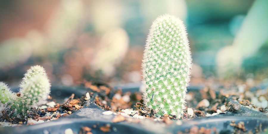 Kuivuneiden ja kovettuneiden kaktuspistokkaiden istuttaminen Kuivuneiden ja kovettuneiden kaktuspistokkaiden istuttaminen