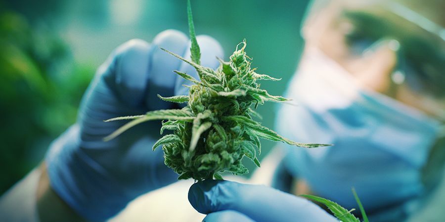 Kannabiksen muuttuva mielikuva Kannabiksen muuttuva mielikuva