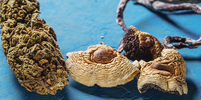 Onko kannabiksen ja taikasienten yhdistäminen hyvä idea? Onko kannabiksen ja taikasienten yhdistäminen hyvä idea?