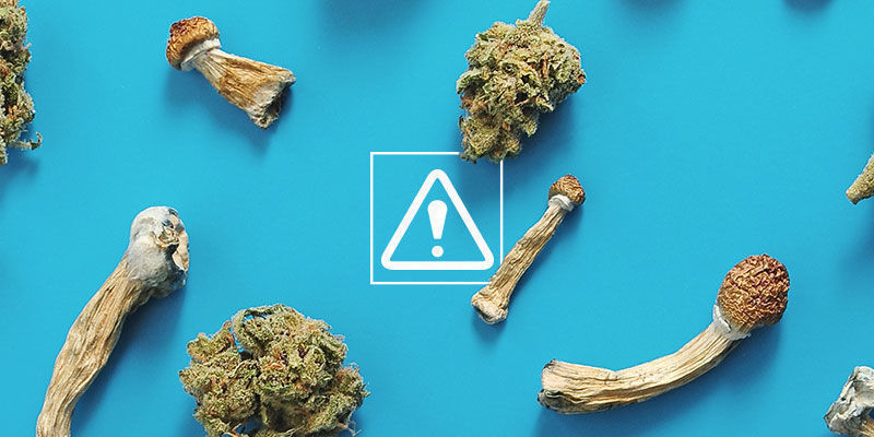 Mitä riskejä liittyy kannabiksen ja taikasienten yhdistämiseen? Mitä riskejä liittyy kannabiksen ja taikasienten yhdistämiseen?