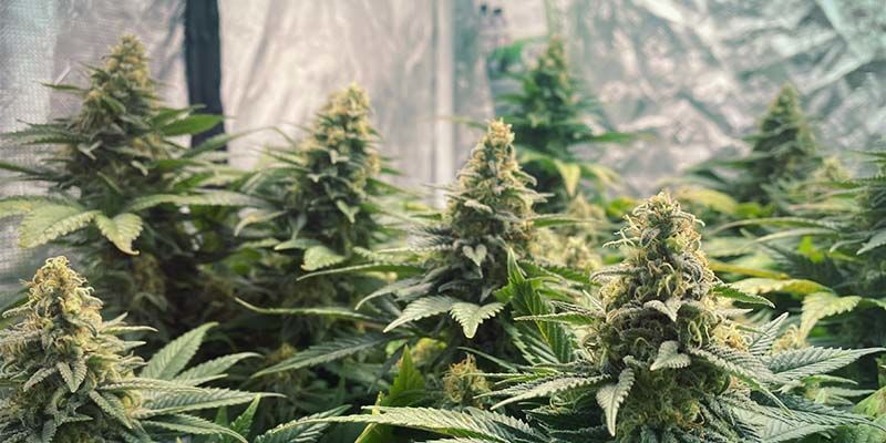 Critical Kush (Feminisoitu)