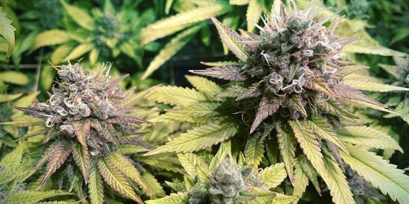 Gorilla Zkittlez (Feminisoitu)