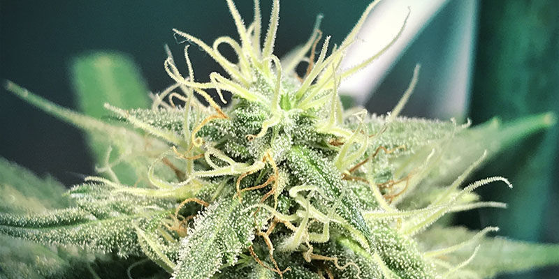 Liberty Haze (feminisoitu)