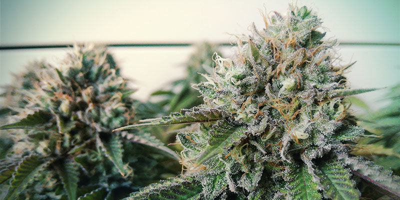 Blue Gelato 41 (Feminisoitu)