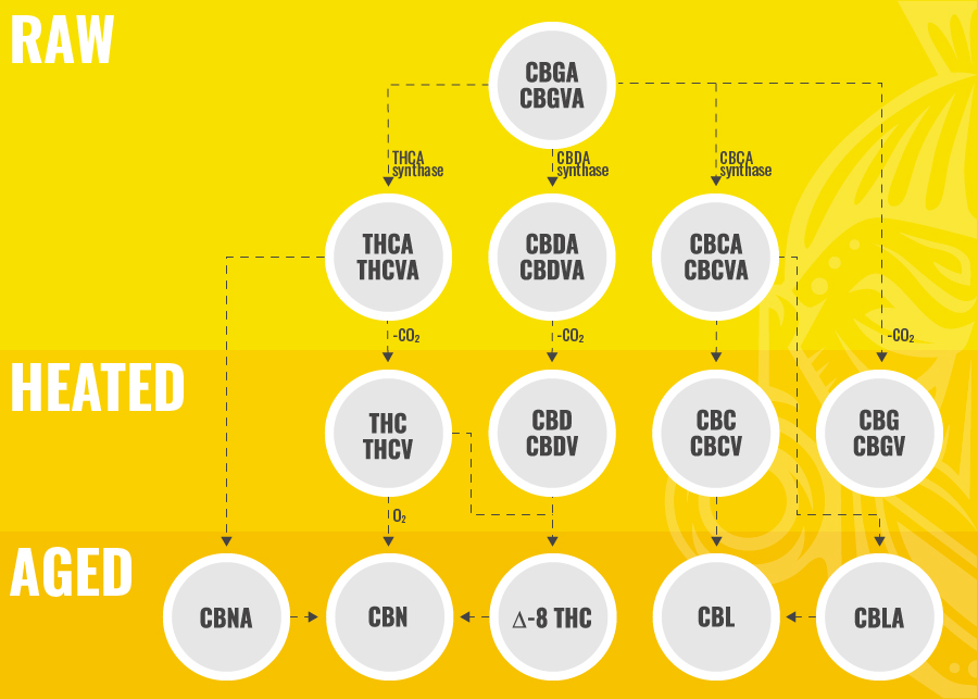 CBC:n biosynteesi BIOSYNTHESIS OF CBC