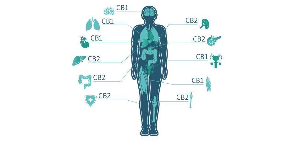 Voiko CBC:llä olla tulevaisuudessa rooli kannabislääketieteessä? Will CBC Play A Future Role In Cannabis Medicine?
