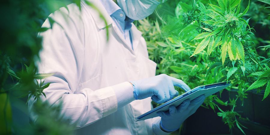 Tuleva tutkimus vakiinnuttaa CBDA:n paikan kannabiksen maailmassa TULEVA TUTKIMUS VAKIINNUTTAA CBDA:N PAIKAN KANNABIKSEN MAAILMASSA