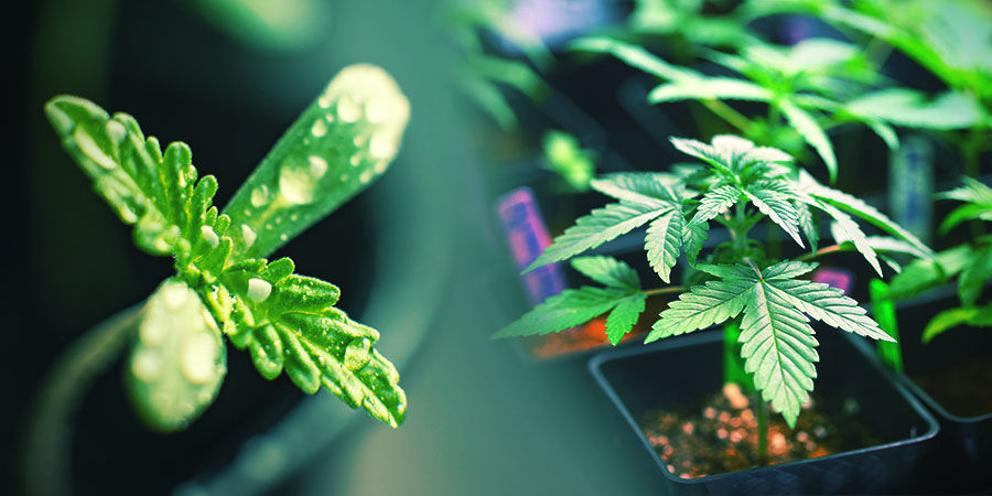 Valitse paras yksilö CHOOSE A PRIME CANNABIS SPECIMEN