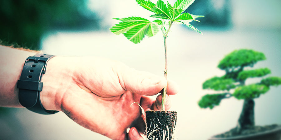 KUINKA OTTAA PISTOKKAITA KANNABIKSEN BONSAI-EMOKASVEISTA