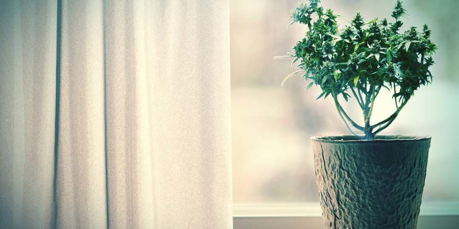Säilytä hyvät kannabisgenetiikat säästäen tilaa (ja rahaa) Säilytä hyvät kannabisgenetiikat säästäen tilaa (ja rahaa)