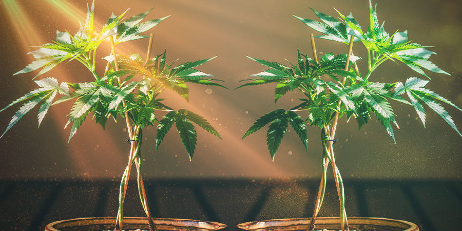 Pidä bonsai-kannabiksen emokasvit terveinä KEEPING YOUR BONSAI CANNABIS MUMS HEALTHY