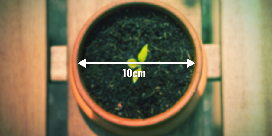Siirrä emokasvi lopulliseen ruukkuunsa MOVE YOUR MOTHER PLANT TO HER FINAL POT