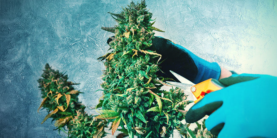 Leikkaa ja kouluta kannabisbonsaisi