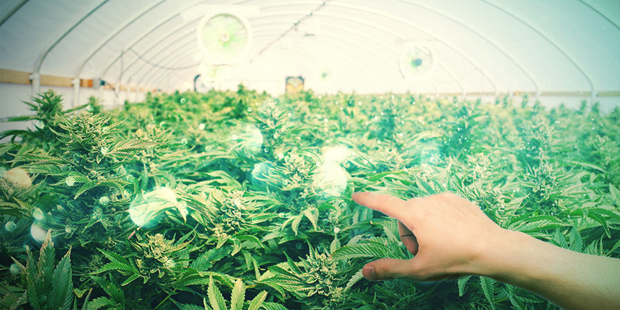 Mitkä lajikkeet sopivat parhaiten bonsaiksi? MITKÄ KANNABISLAJIKKEET SOPIVAT PARHAITEN BONSAIKSI?
