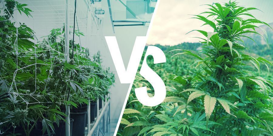 Heirloom Vs. Landrace Cannabis: The Finer Points Heirloom Vs. Landrace Cannabis: The Finer Points